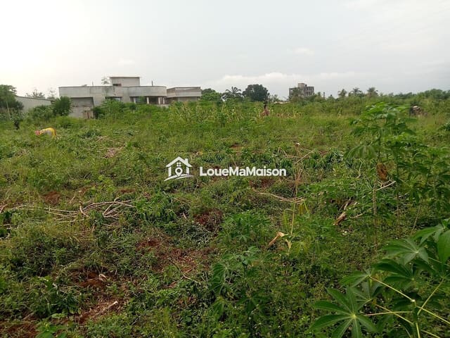 Parcelle de 500 m² plantée de manioc à Ouèdo